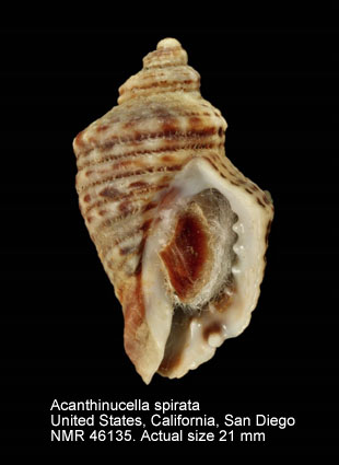 Acanthinucella spirata.jpg - Acanthinucella spirata(Blainville,1832)